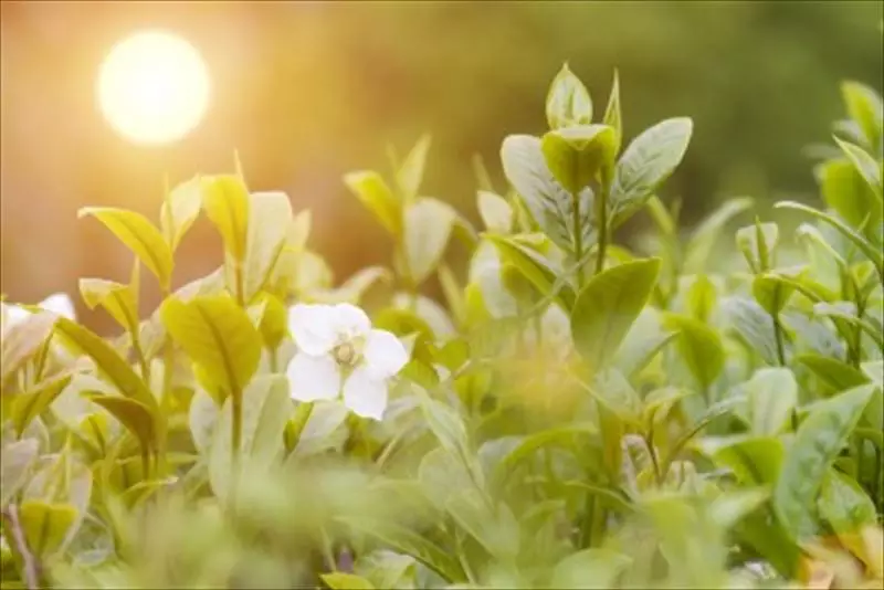 一間茶屋　華山