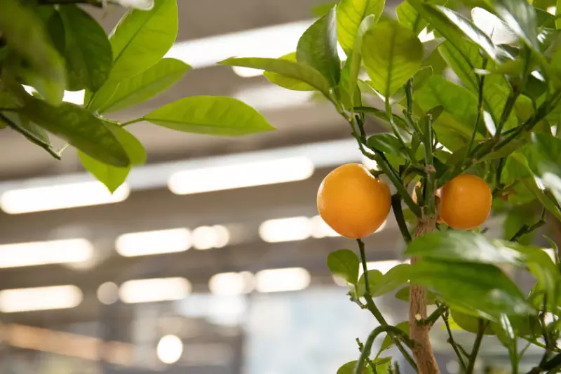 農情調查效率提升及資料應用