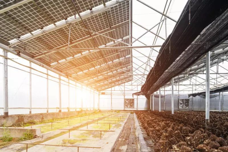 探討屋頂型太陽光電與溫室結合後的發展