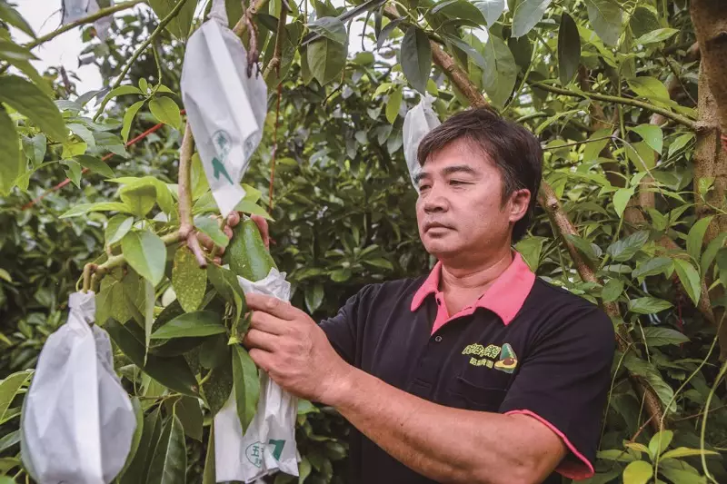 阿波卡樂酪梨崎園　20 酪梨品種打天下，竹崎綠金產業幸福果
