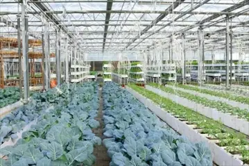 當前「植物工廠」經營現況─以日本與台灣為例