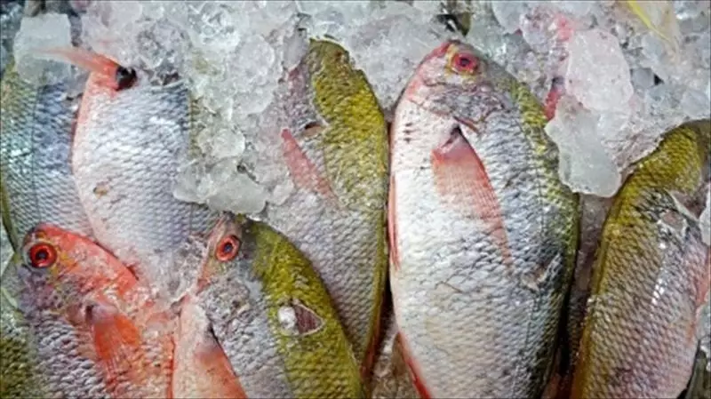 台灣鯛之危機與轉機