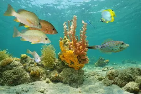 國際漁業管理趨勢