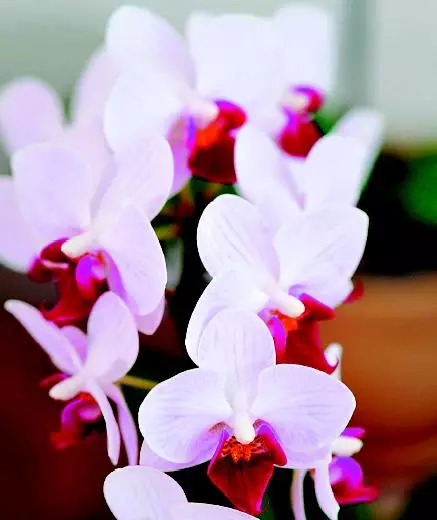 台灣花卉外銷保衛戰台灣花卉外銷保衛戰 從商品轉型花藝生活提案優質品牌