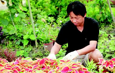 花卉與人類生活關聯更加緊密，逐漸從點綴品變成一門生意。