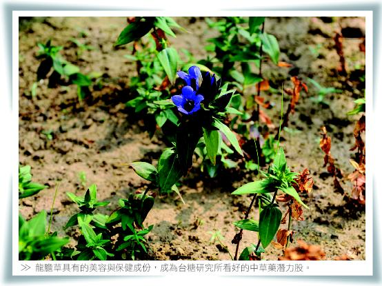 龍膽草具有的美容與保健成份，成為台糖研究所看好的中草藥潛力股。