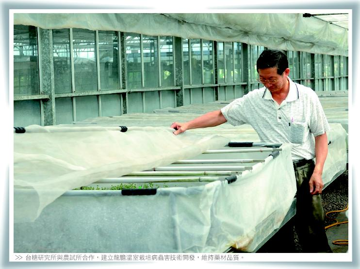 台糖研究所與農試所合作，建立龍膽溫室栽培病蟲害技術開發，維持藥材品質。