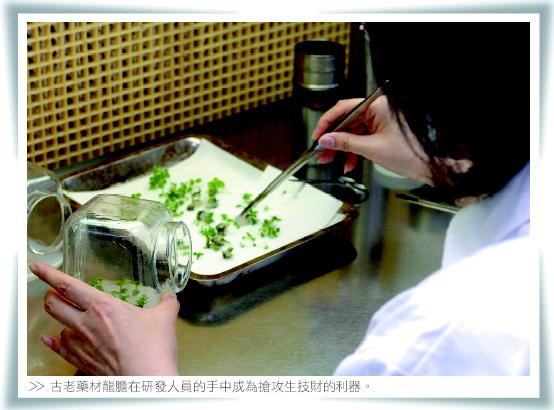 古老藥材龍膽在研發人員的手中成為搶攻生技財的利器。