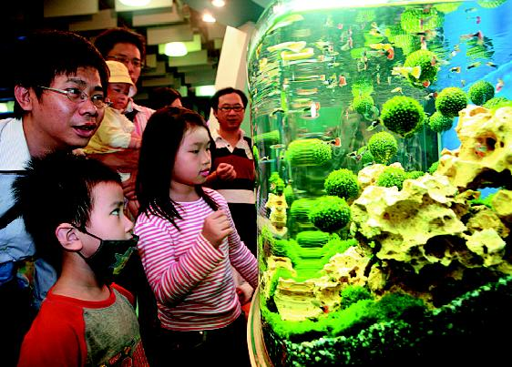 台灣觀賞魚游向世界 藝術行銷 吸睛更吸金