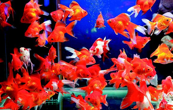 台灣觀賞於養殖技術在世界領居地位