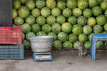 農企業數位轉型與流程再造