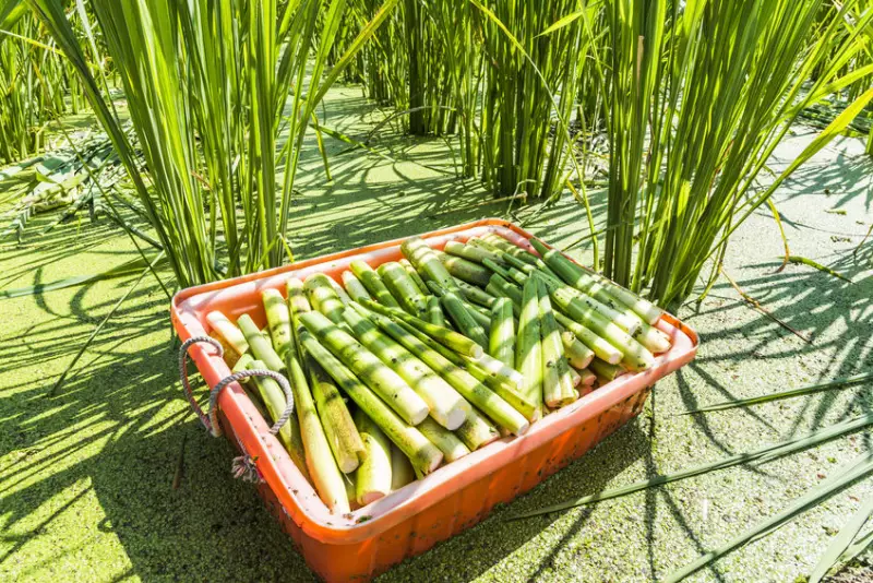 當經營模式遇上農業－以某茭白筍農場為例