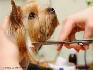 寵物業的經營思維