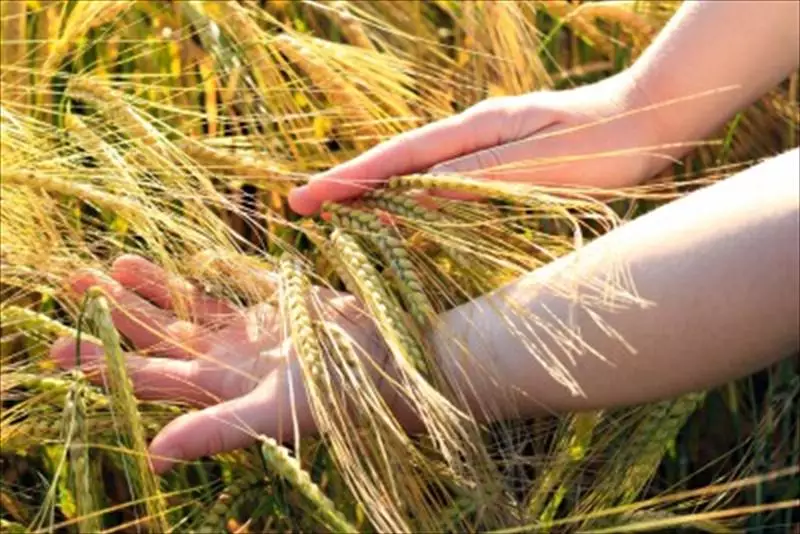 成功農業產銷班的組織運作