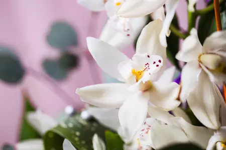 從德國蝴蝶蘭產業看智慧農業發展