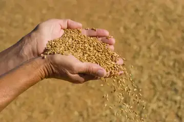 深耕專業農作  下個十年主流