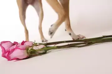 創新服務　狗狗也上才藝班