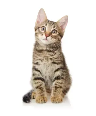 汪汪喵喵館 專賣創意 一網打盡愛貓族