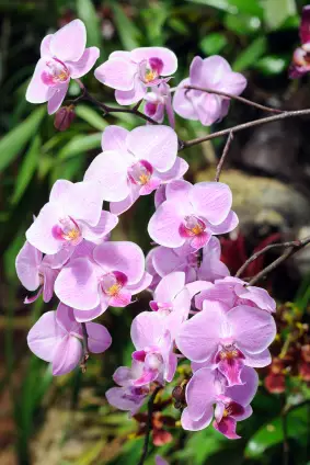 源頭把關  蝴蝶蘭健康種苗  