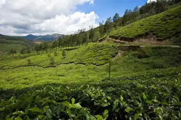 製茶標準化  安全管理擺第一  