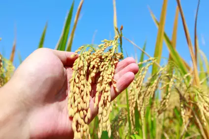 非米莫屬－全民愛米食復興運動