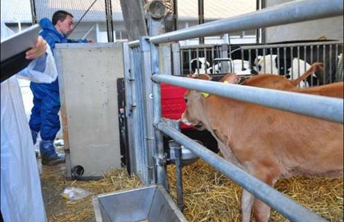 丹麥Danish Cattle Research Centre智慧化養牛地球不碳氣