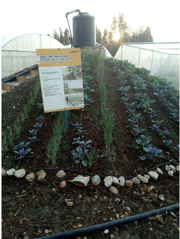 以色列Netafim滴灌設施節省農業用水