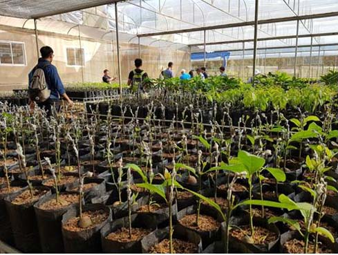 泰國Royal Project Foundation Station-Pangda溫室培養熱帶花卉