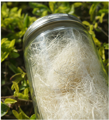 香蕉假莖提取纖維