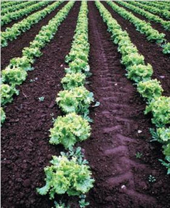 面對貿易自由化的嚴酷挑戰，如何打造品牌、整合行銷策略，是農業發展極待解決的問題。