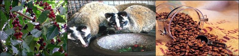 「台東果子狸腸道乳酸菌微生物培養技術」