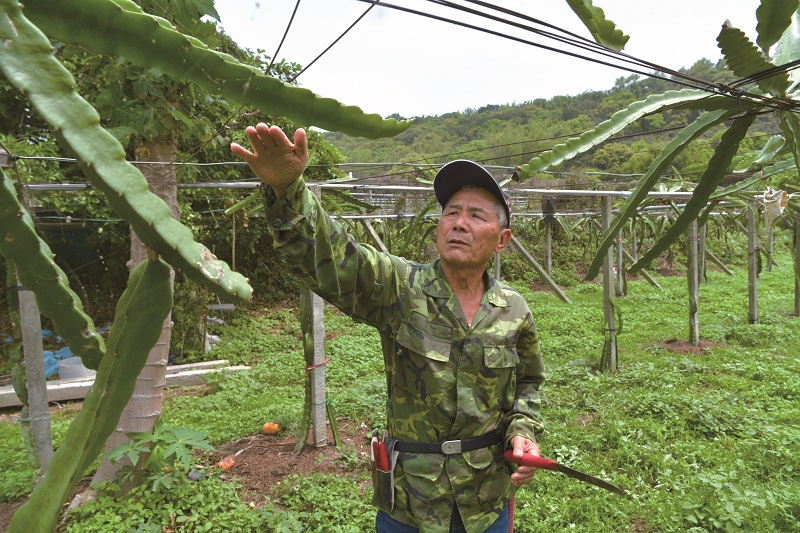 堅持草生無毒栽培，長得碩大、紅通通的紅龍果，是紅龍果達人改良成功的「神聖之果」