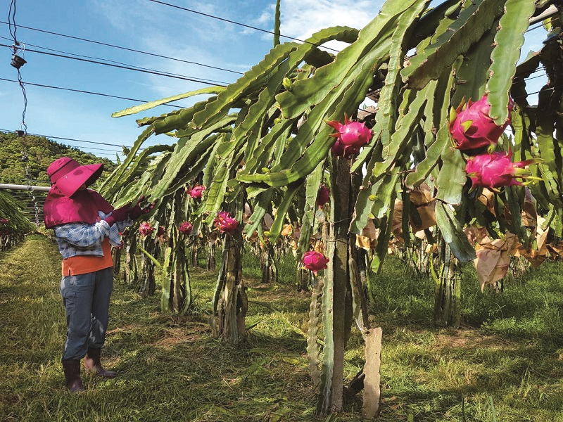 草生栽培 果園逐步轉型有機栽培