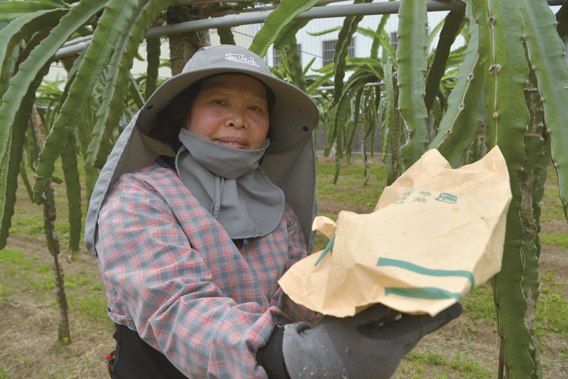范振清率產銷班員使用不織布套袋，來區分果實成熟的批次順序，不必打開袋子，便可知道哪批要先採收，套袋還能分散陽光，讓果實外皮色澤均勻、賣相更佳。