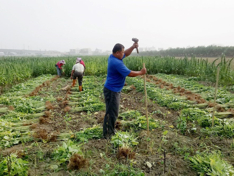 ＂育健農場＂命名源自同青農之姓名，同時希望消費者能感受到農民的純樸簡單、感念土地，真心待人，而育健一家人用心種植管理作物，減少農藥的耕作使作物符合檢驗標準，進而讓消費者食的安心。