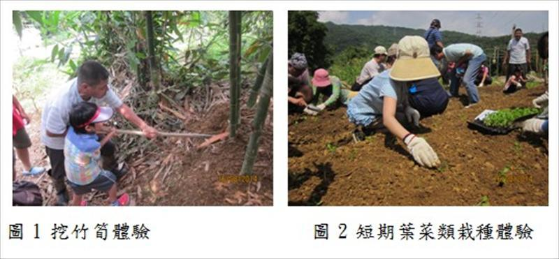 挖竹筍體驗/智期葉菜類栽種體驗