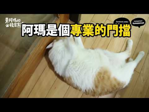 記得幫你的寵物配上有趣的台詞