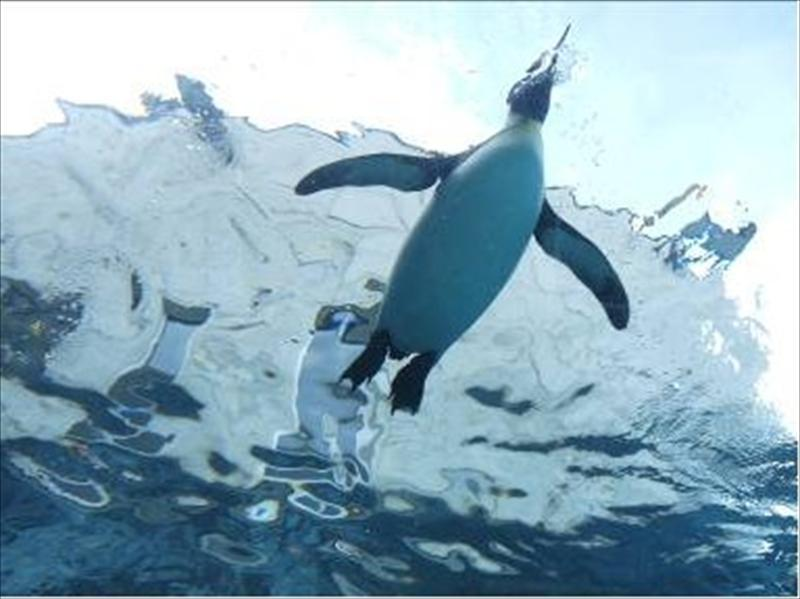 2000年完成的360度水中觀景隧道企鵝館，讓企鵝飛上天， 為企鵝是鳥類正身！