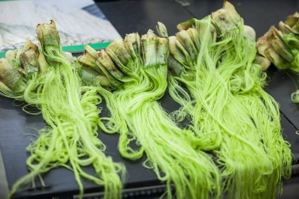 鳳梨葉提取纖維