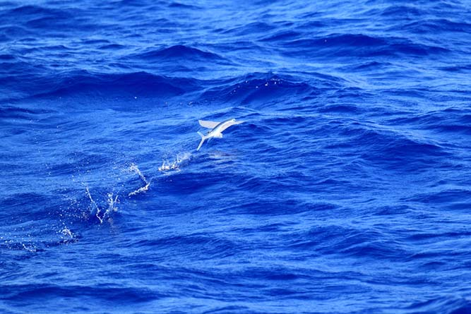 由英國BBC製播的一部有關飛魚的影片